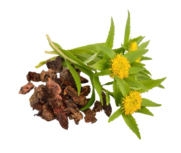 Rhodiola
